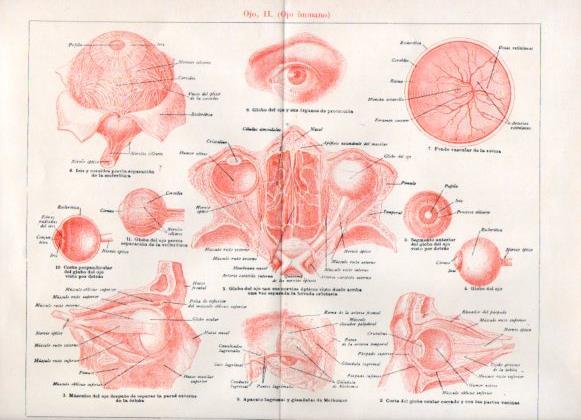 LAMINA V51840: Ojo humano