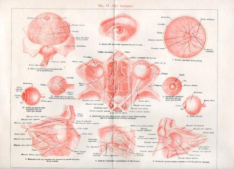 LAMINA V51840: Ojo humano