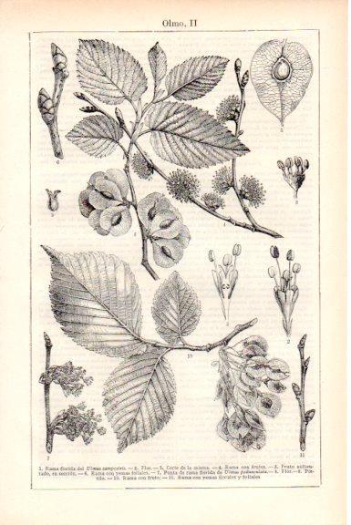 LAMINA V51833: Rama, fruto y flor del olmo