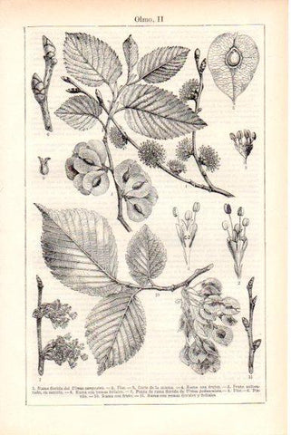 LAMINA V51833: Rama, fruto y flor del olmo