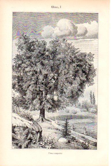 LAMINA V51832: Olmo o Ulmus campestris