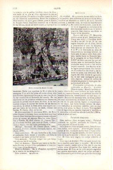 LAMINA V51830: Olivo seculas de Monte Olivete