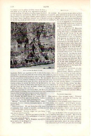 LAMINA V51830: Olivo seculas de Monte Olivete