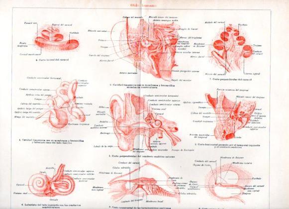 LAMINA V51841: Oido humano