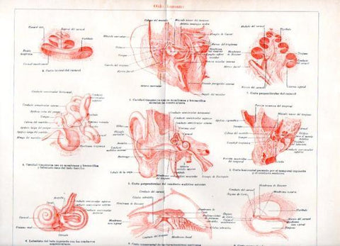 LAMINA V51841: Oido humano