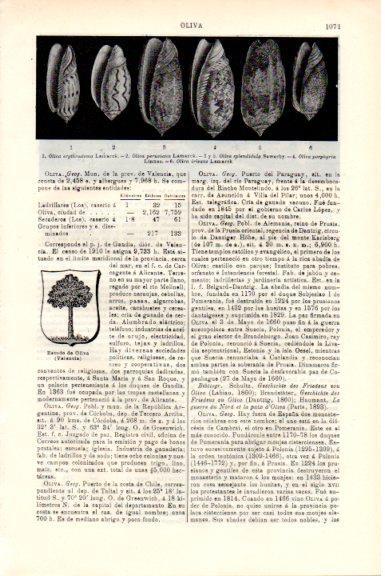 LAMINA V51823: Tipos de olivas de moluscos