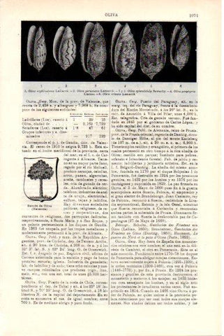 LAMINA V51823: Tipos de olivas de moluscos