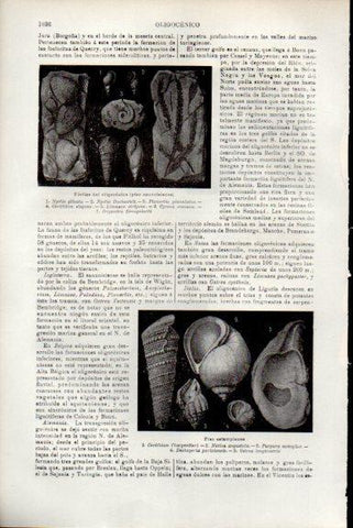 LAMINA V51813: Fosiles del oligocenico