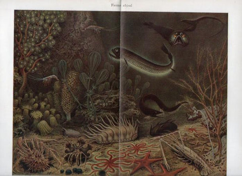 LAMINA V51856: Fauna abisal