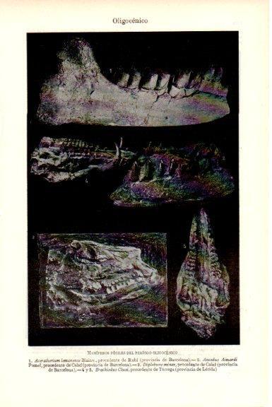LAMINA V51812: Mamiferos fosiles del periodo Oligocenico