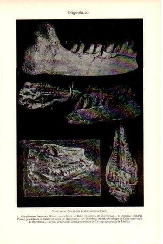 LAMINA V51812: Mamiferos fosiles del periodo Oligocenico