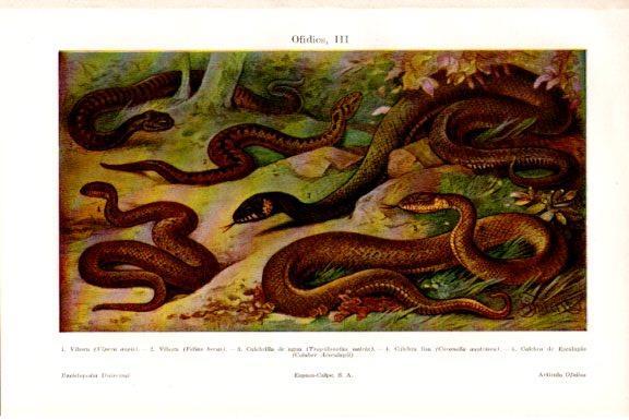 LAMINA V51792: Vibora Culebrina de agua y culebra lisa