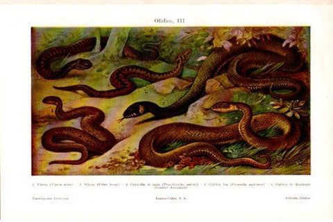LAMINA V51792: Vibora Culebrina de agua y culebra lisa
