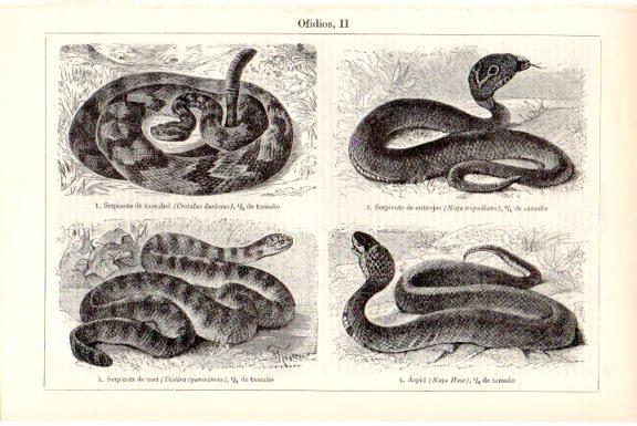 LAMINA V51791: Serpiente cascabel, anteojos, de mar y aspid