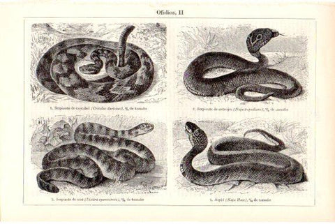 LAMINA V51791: Serpiente cascabel, anteojos, de mar y aspid