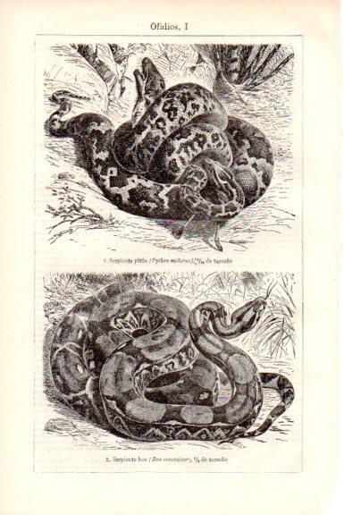 LAMINA V51790: Serpiente piton y serpiente boa