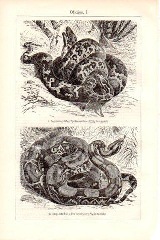 LAMINA V51790: Serpiente piton y serpiente boa