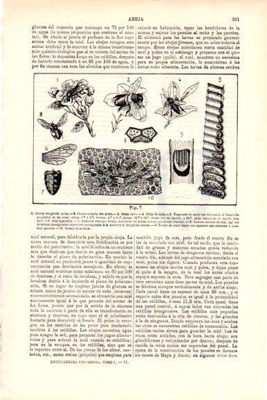 LAMINA V51477: Abeja obrera