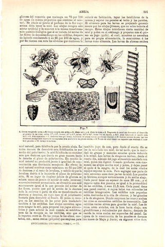 LAMINA V51477: Abeja obrera