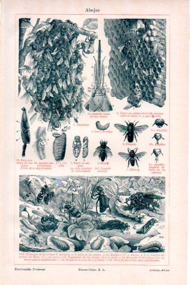 LAMINA V51473: abejas