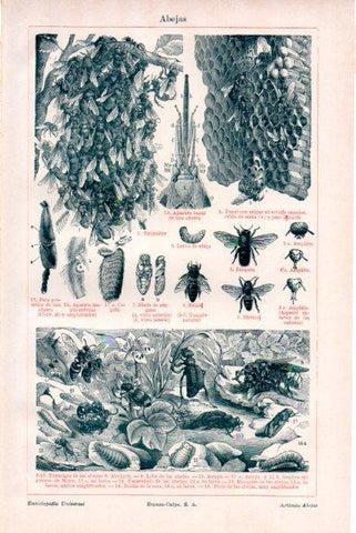 LAMINA V51473: abejas