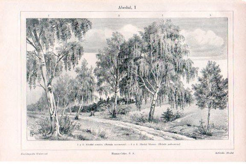 LAMINA V51472: Abedul comun y abedul blanco
