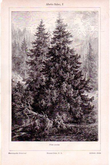 LAMINA V51484: Abeto falso o picea excelsa