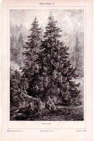 LAMINA V51484: Abeto falso o picea excelsa