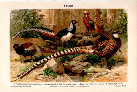 LAMINA V51556: Faisanes