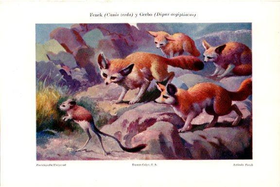 LAMINA V51599: Fenek y Gerbo