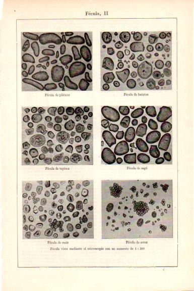 LAMINA V51591: Fecula II vista en microscopio aumento 1:300