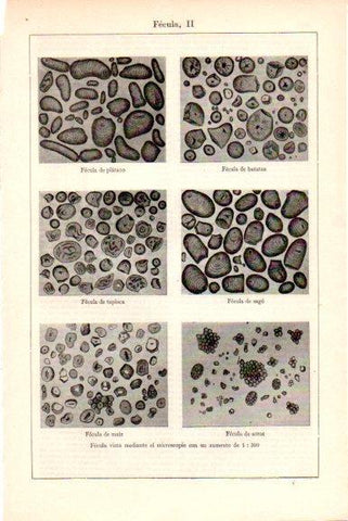 LAMINA V51591: Fecula II vista en microscopio aumento 1:300