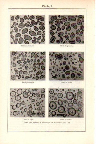 LAMINA V51590: Fecula I vista en microscopio aumento 1:300