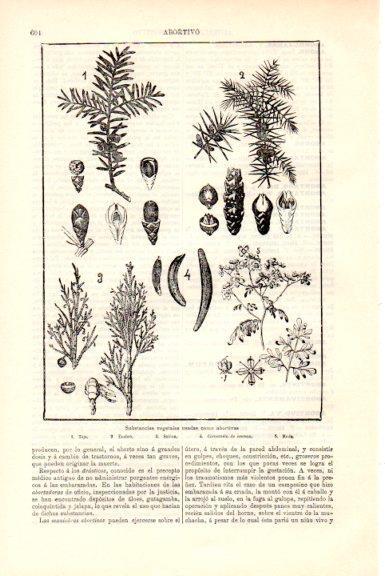 LAMINA V51502: Sustancias vegetales usadas como abortivas