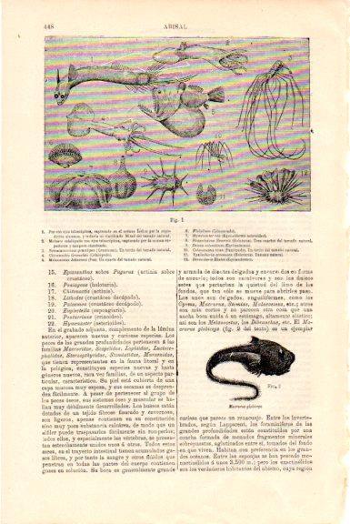 LAMINA V51491: Fauna abisal