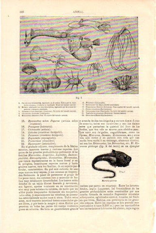 LAMINA V51491: Fauna abisal