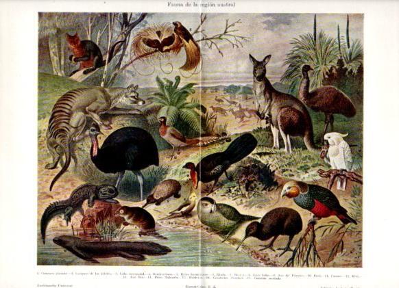 LAMINA ESPASA PV50949: Fauna de la region austral