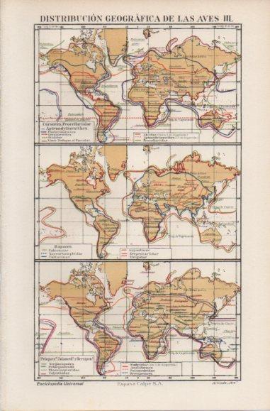 LAMINA ESPASA PV50563: Mapas del mundo distribucion geografica de las aves III 