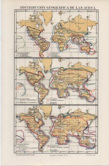 LAMINA ESPASA PV50562: Mapas del mundo distribucion geografica de las aves I