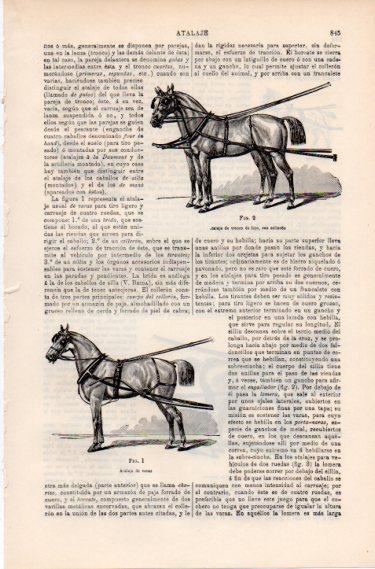 LAMINA ESPASA PV50460: Atalaje de tronco y de varas