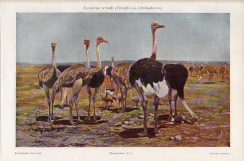 LAMINA ESPASA PV50623: Avestruz somali o Struthio molybdophanes