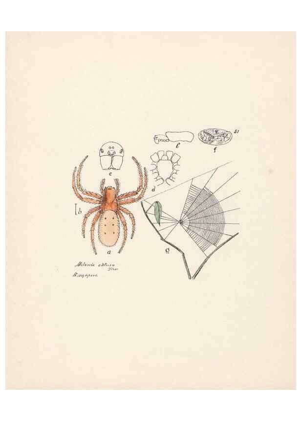 Reproducción/Reproduction 24460736011: Malaysian spiders.. Belfast :T. Workman,1896-1900.