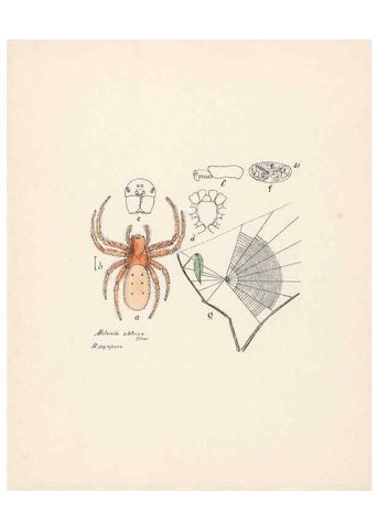 Reproducción/Reproduction 24460736011: Malaysian spiders.. Belfast :T. Workman,1896-1900.