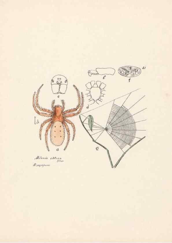 Reproducción/Reproduction 24460736011: Malaysian spiders.. Belfast :T. Workman,1896-1900.