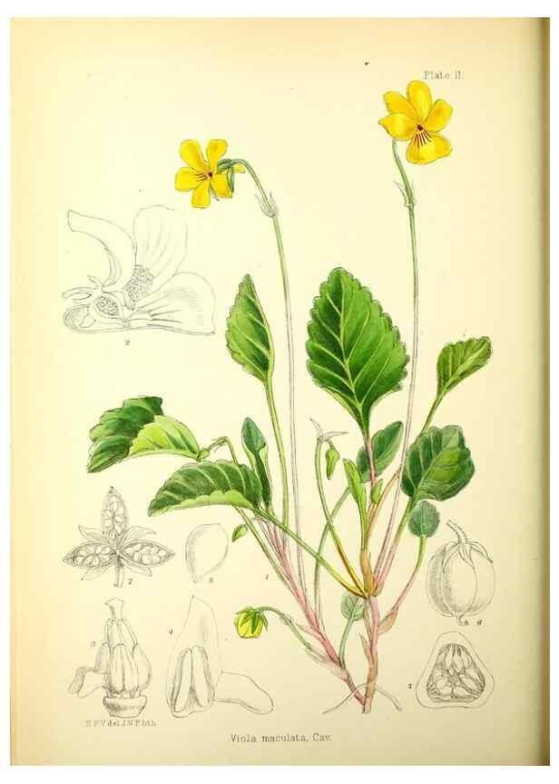 Reproducción/Reproduction 22225169138: Illustrations of the flowering plants and ferns of the Falkland Islands,. London,L. Reeve & Co.,1921.
