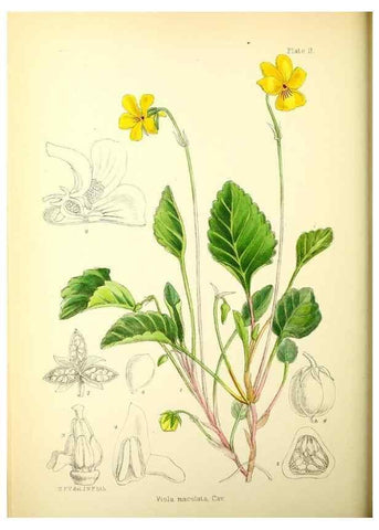 Reproducción/Reproduction 22225169138: Illustrations of the flowering plants and ferns of the Falkland Islands,. London,L. Reeve & Co.,1921.