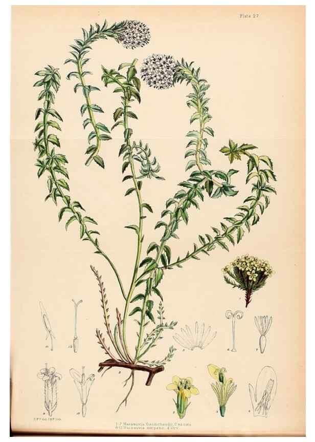 Reproducción/Reproduction 22399741352: Illustrations of the flowering plants and ferns of the Falkland Islands,. London,L. Reeve & Co.,1921.