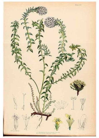 Reproducción/Reproduction 22399741352: Illustrations of the flowering plants and ferns of the Falkland Islands,. London,L. Reeve & Co.,1921.