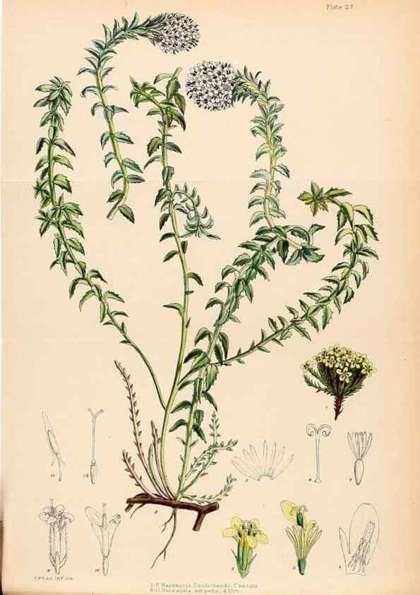 Reproducción/Reproduction 22399741352: Illustrations of the flowering plants and ferns of the Falkland Islands,. London,L. Reeve & Co.,1921.