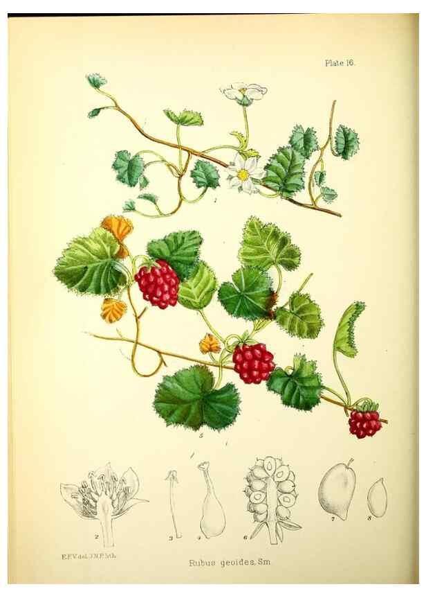 Reproducción/Reproduction 22399707932: Illustrations of the flowering plants and ferns of the Falkland Islands,. London,L. Reeve & Co.,1921.